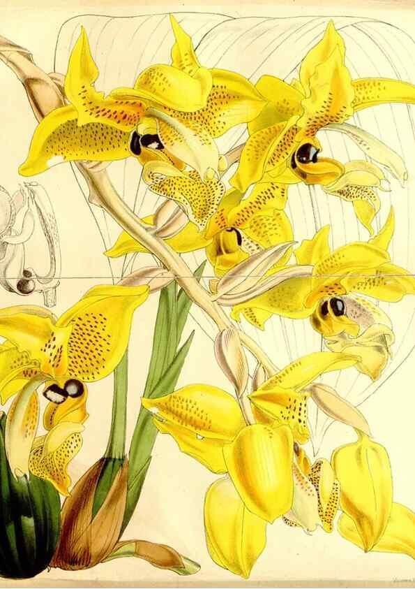 Reproducción/Reproduction 34464484073: Curtis's botanical magazine.. London ; New York [etc.] :Academic Press [etc.]