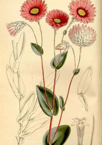 Reproducción/Reproduction 34464487063: Curtis's botanical magazine.. London ; New York [etc.] :Academic Press [etc.]