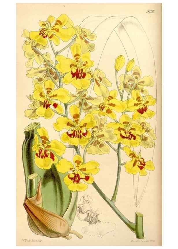 Reproducción/Reproduction 34886720890: Curtis's botanical magazine.. London ; New York [etc.] :Academic Press [etc.]