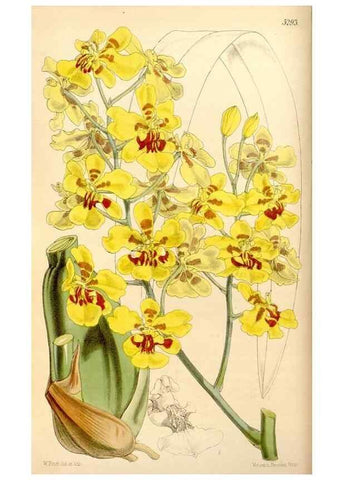 Reproducción/Reproduction 34886720890: Curtis's botanical magazine.. London ; New York [etc.] :Academic Press [etc.]