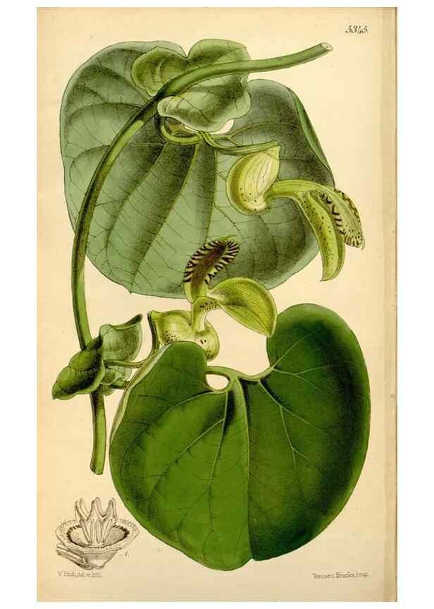 Reproducción/Reproduction 34464501443: Curtis's botanical magazine.. London ; New York [etc.] :Academic Press [etc.]
