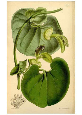 Reproducción/Reproduction 34464501443: Curtis's botanical magazine.. London ; New York [etc.] :Academic Press [etc.]