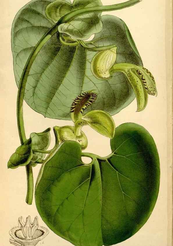 Reproducción/Reproduction 34464501443: Curtis's botanical magazine.. London ; New York [etc.] :Academic Press [etc.]