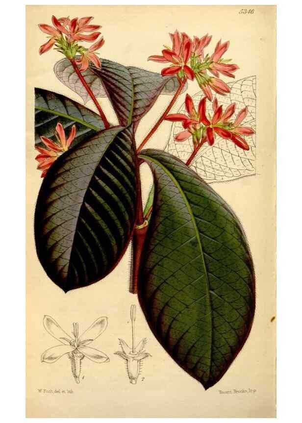 Reproducción/Reproduction 34464503333: Curtis's botanical magazine.. London ; New York [etc.] :Academic Press [etc.]