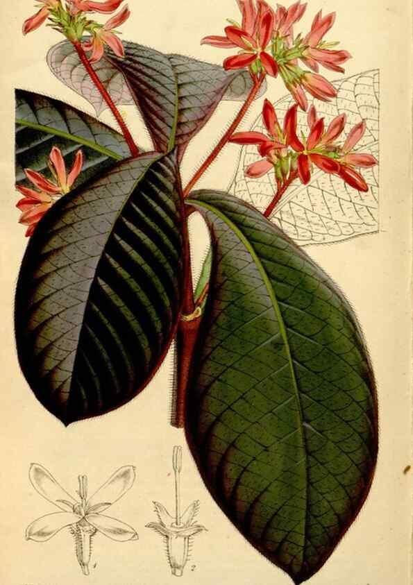 Reproducción/Reproduction 34464503333: Curtis's botanical magazine.. London ; New York [etc.] :Academic Press [etc.]