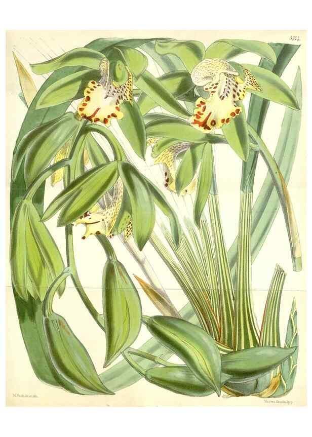Reproducción/Reproduction 35274497225: Curtis's botanical magazine.. London ; New York [etc.] :Academic Press [etc.]