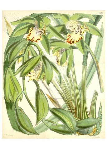 Reproducción/Reproduction 35274497225: Curtis's botanical magazine.. London ; New York [etc.] :Academic Press [etc.]