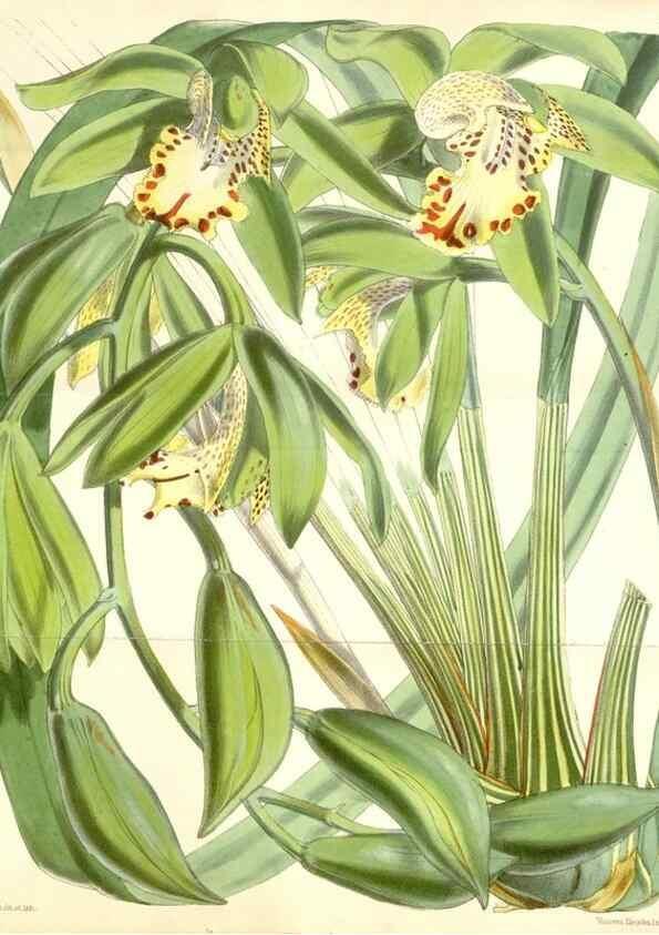 Reproducción/Reproduction 35274497225: Curtis's botanical magazine.. London ; New York [etc.] :Academic Press [etc.]