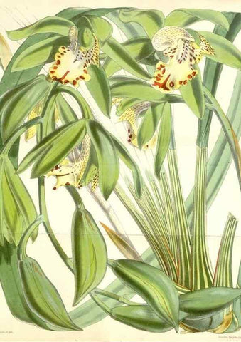 Reproducción/Reproduction 35274497225: Curtis's botanical magazine.. London ; New York [etc.] :Academic Press [etc.]