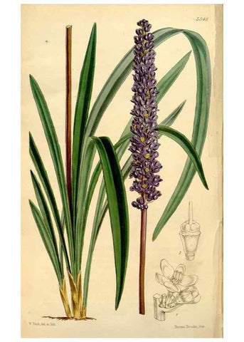 Reproducción/Reproduction 34886739320: Curtis's botanical magazine.. London ; New York [etc.] :Academic Press [etc.]