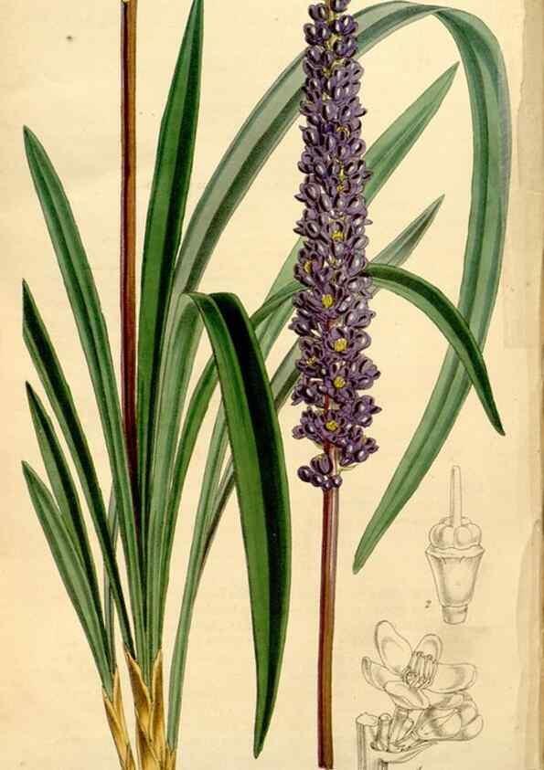 Reproducción/Reproduction 34886739320: Curtis's botanical magazine.. London ; New York [etc.] :Academic Press [etc.]