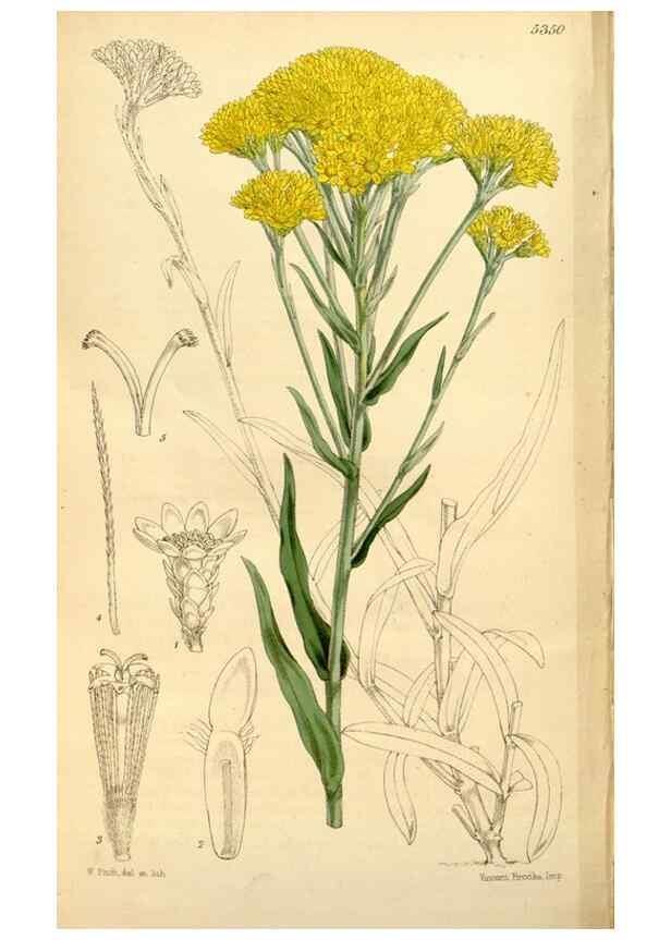 Reproducción/Reproduction 34464508243: Curtis's botanical magazine.. London ; New York [etc.] :Academic Press [etc.]