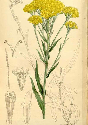 Reproducción/Reproduction 34464508243: Curtis's botanical magazine.. London ; New York [etc.] :Academic Press [etc.]