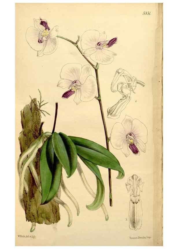 Reproducción/Reproduction 34430334504: Curtis's botanical magazine.. London ; New York [etc.] :Academic Press [etc.]