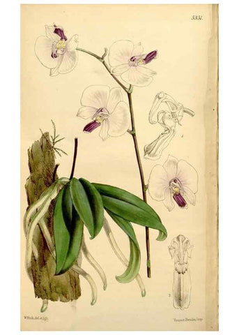 Reproducción/Reproduction 34430334504: Curtis's botanical magazine.. London ; New York [etc.] :Academic Press [etc.]