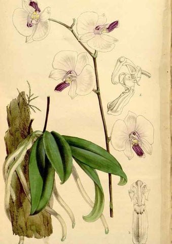 Reproducción/Reproduction 34430334504: Curtis's botanical magazine.. London ; New York [etc.] :Academic Press [etc.]