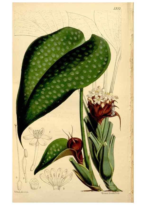 Reproducción/Reproduction 34464512183: Curtis's botanical magazine.. London ; New York [etc.] :Academic Press [etc.]