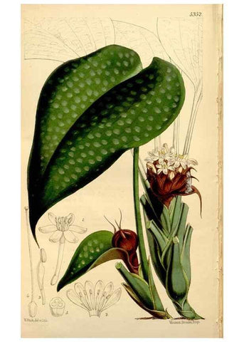 Reproducción/Reproduction 34464512183: Curtis's botanical magazine.. London ; New York [etc.] :Academic Press [etc.]