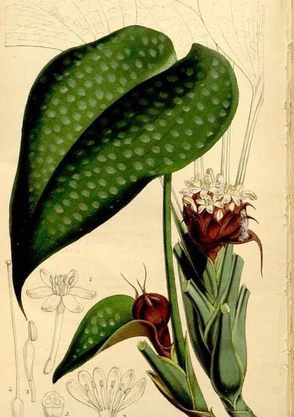 Reproducción/Reproduction 34464512183: Curtis's botanical magazine.. London ; New York [etc.] :Academic Press [etc.]