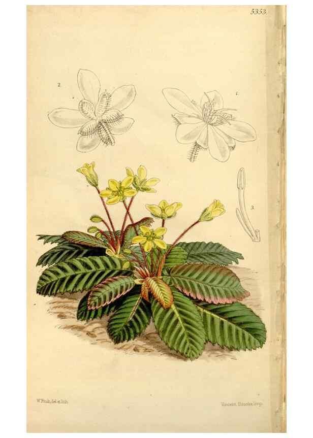 Reproducción/Reproduction 34464514903: Curtis's botanical magazine.. London ; New York [etc.] :Academic Press [etc.]