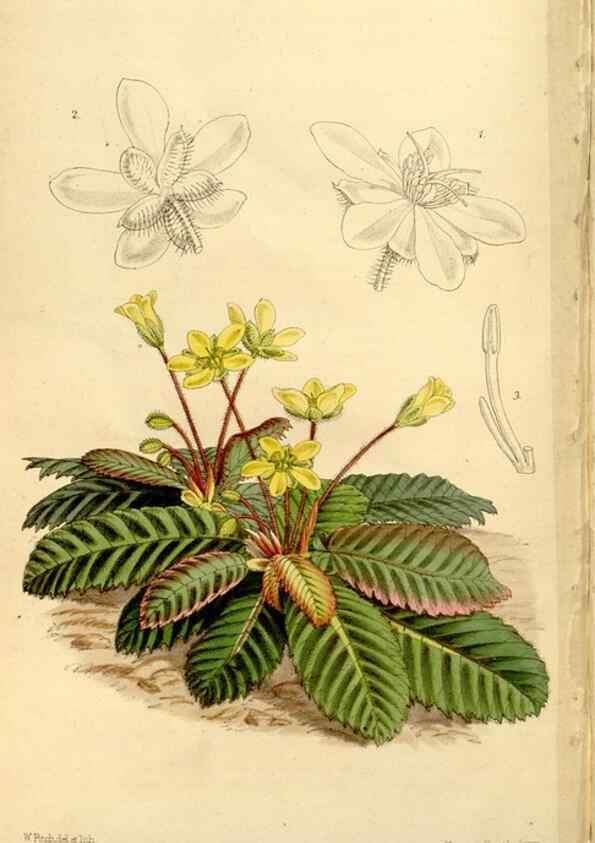 Reproducción/Reproduction 34464514903: Curtis's botanical magazine.. London ; New York [etc.] :Academic Press [etc.]