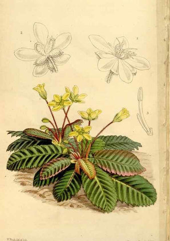 Reproducción/Reproduction 34464514903: Curtis's botanical magazine.. London ; New York [etc.] :Academic Press [etc.]