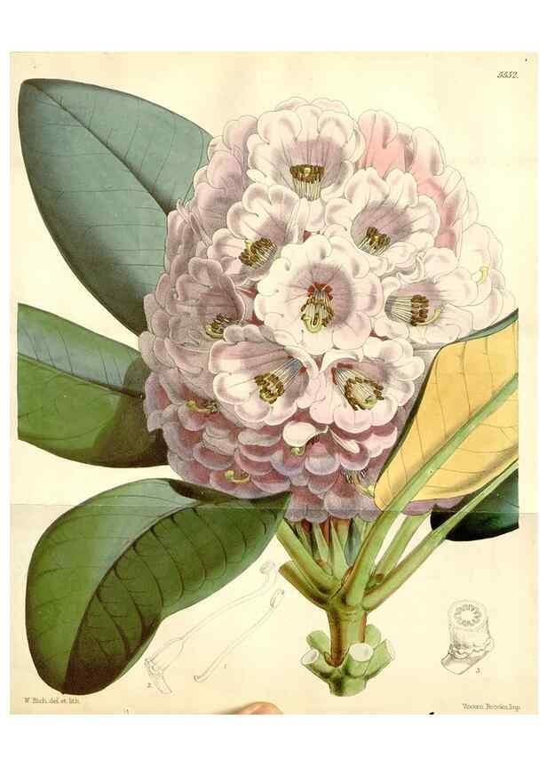Reproducción/Reproduction 34430511234: Curtis's botanical magazine.. London ; New York [etc.] :Academic Press [etc.]