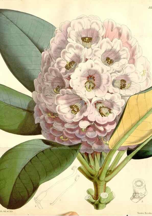 Reproducción/Reproduction 34430511234: Curtis's botanical magazine.. London ; New York [etc.] :Academic Press [etc.]