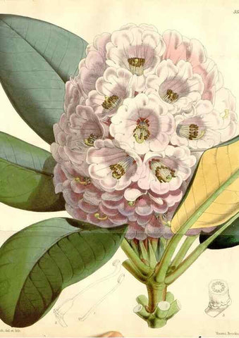 Reproducción/Reproduction 34430511234: Curtis's botanical magazine.. London ; New York [etc.] :Academic Press [etc.]