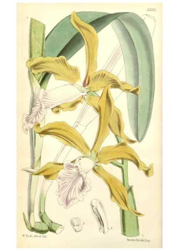 Reproducción/Reproduction 35144182681: Curtis's botanical magazine.. London ; New York [etc.] :Academic Press [etc.]