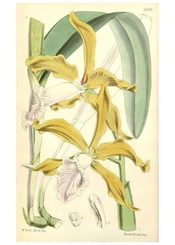 Reproducción/Reproduction 35144182681: Curtis's botanical magazine.. London ; New York [etc.] :Academic Press [etc.]