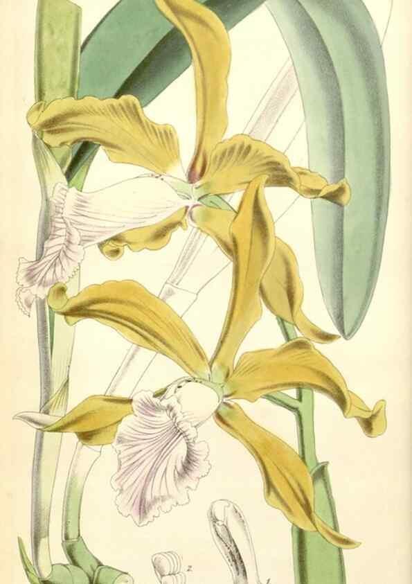 Reproducción/Reproduction 35144182681: Curtis's botanical magazine.. London ; New York [etc.] :Academic Press [etc.]