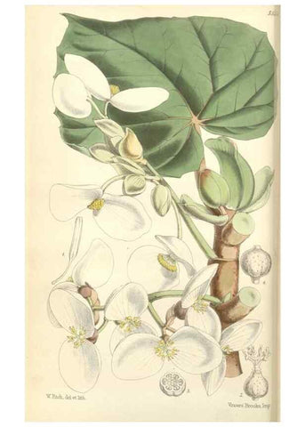 Reproducción/Reproduction 35144185591: Curtis's botanical magazine.. London ; New York [etc.] :Academic Press [etc.]