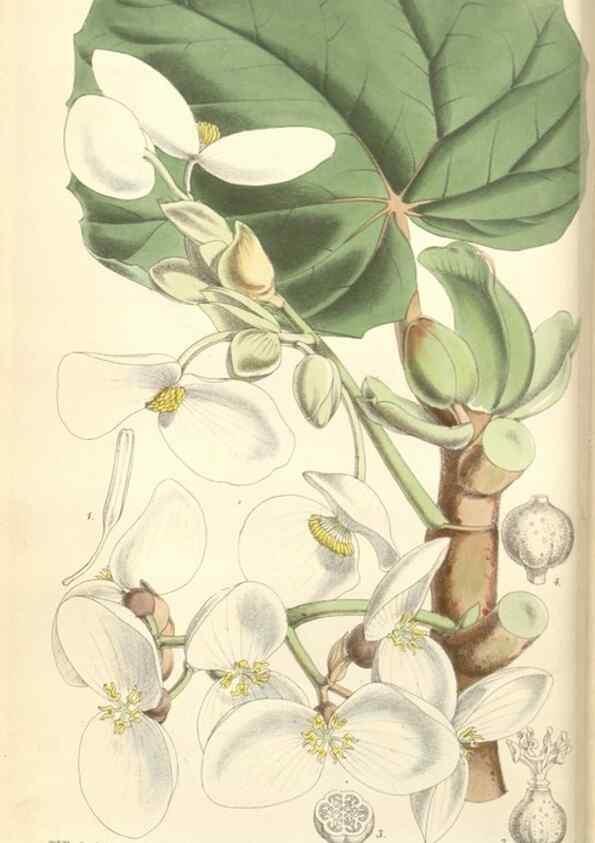 Reproducción/Reproduction 35144185591: Curtis's botanical magazine.. London ; New York [etc.] :Academic Press [etc.]