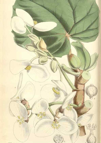 Reproducción/Reproduction 35144185591: Curtis's botanical magazine.. London ; New York [etc.] :Academic Press [etc.]