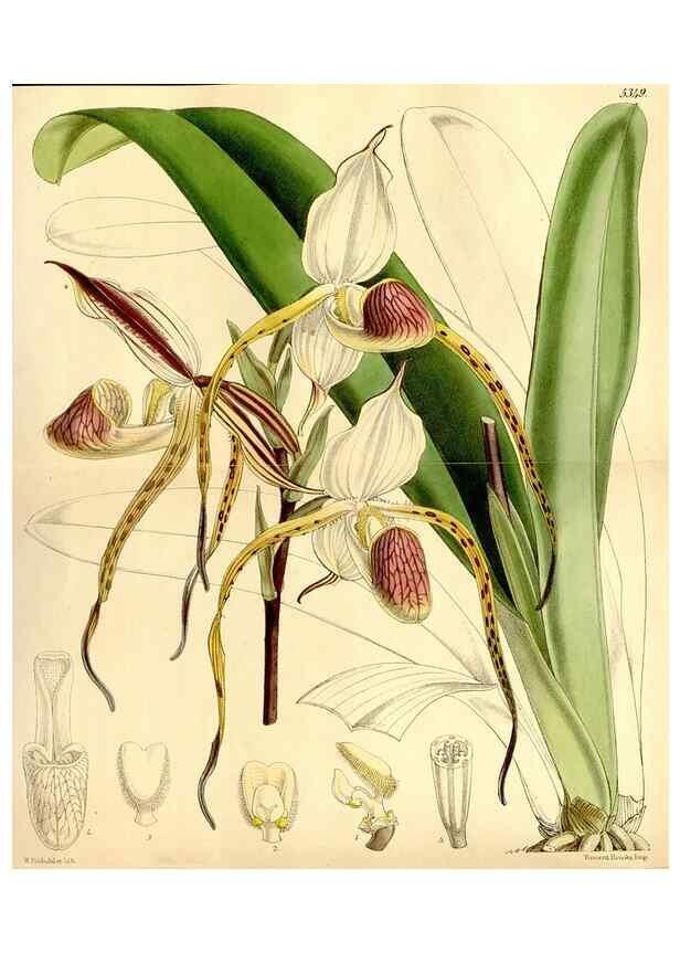 Reproducción/Reproduction 35233732816: Curtis's botanical magazine.. London ; New York [etc.] :Academic Press [etc.]