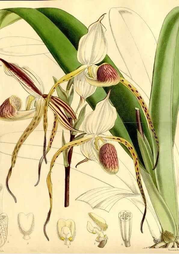 Reproducción/Reproduction 35233732816: Curtis's botanical magazine.. London ; New York [etc.] :Academic Press [etc.]