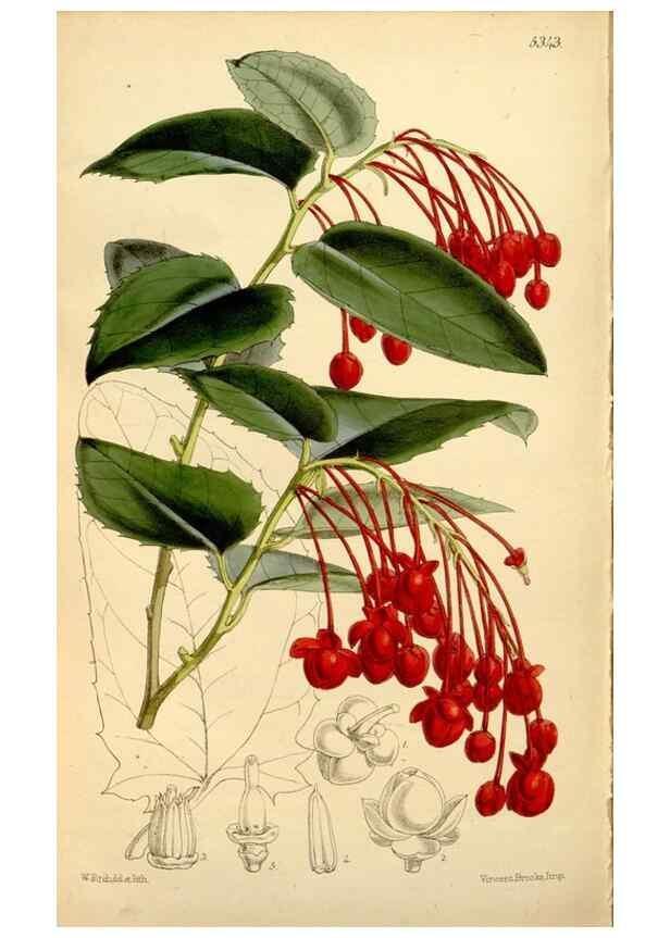 Reproducción/Reproduction 34464439863: Curtis's botanical magazine.. London ; New York [etc.] :Academic Press [etc.]