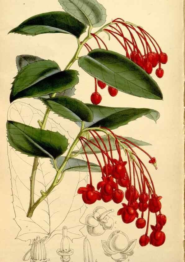 Reproducción/Reproduction 34464439863: Curtis's botanical magazine.. London ; New York [etc.] :Academic Press [etc.]