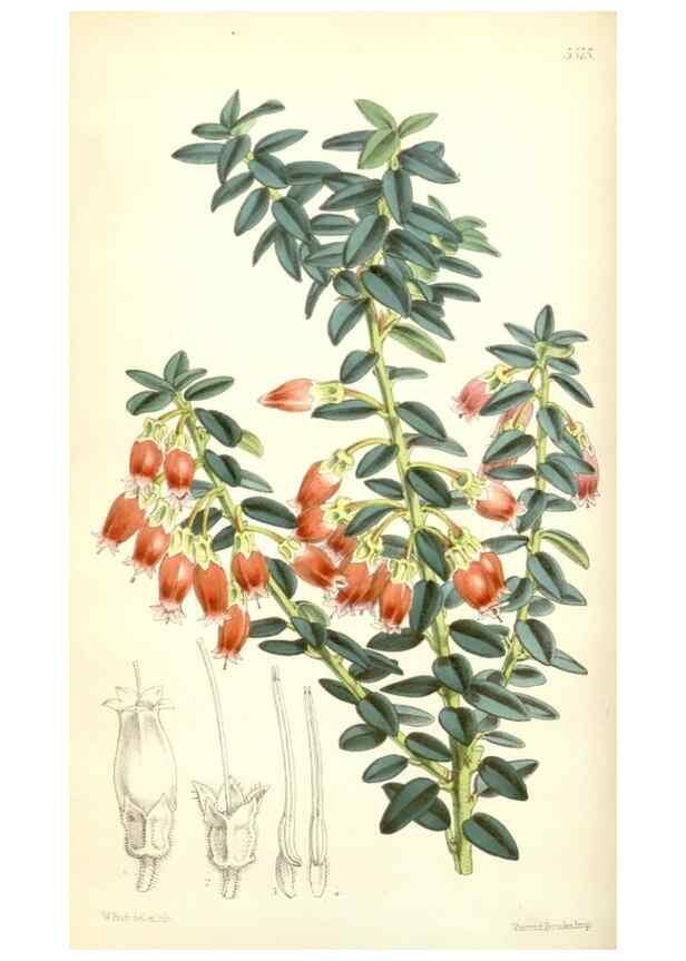 Reproducción/Reproduction 35274498865: Curtis's botanical magazine.. London ; New York [etc.] :Academic Press [etc.]
