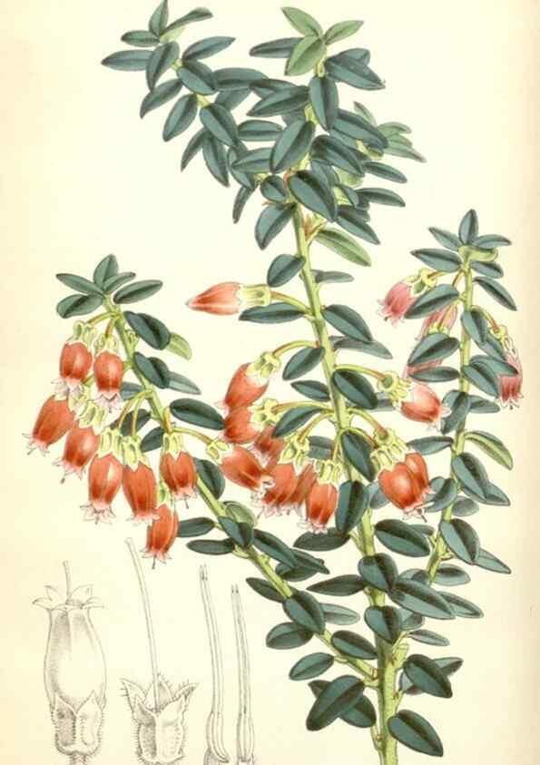 Reproducción/Reproduction 35274498865: Curtis's botanical magazine.. London ; New York [etc.] :Academic Press [etc.]