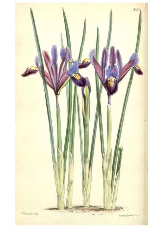 Reproducción/Reproduction 34887048270: Curtis's botanical magazine.. London ; New York [etc.] :Academic Press [etc.]