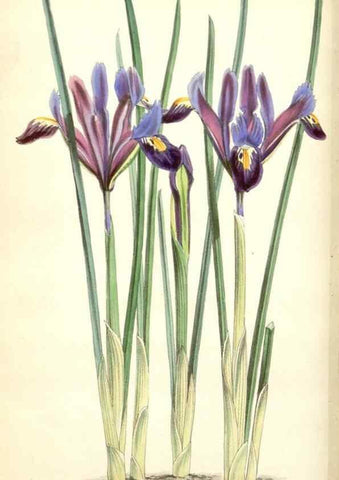 Reproducción/Reproduction 34887048270: Curtis's botanical magazine.. London ; New York [etc.] :Academic Press [etc.]