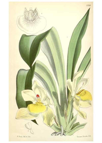 Reproducción/Reproduction 34887108530: Curtis's botanical magazine.. London ; New York [etc.] :Academic Press [etc.]