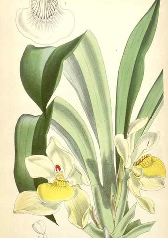 Reproducción/Reproduction 34887108530: Curtis's botanical magazine.. London ; New York [etc.] :Academic Press [etc.]