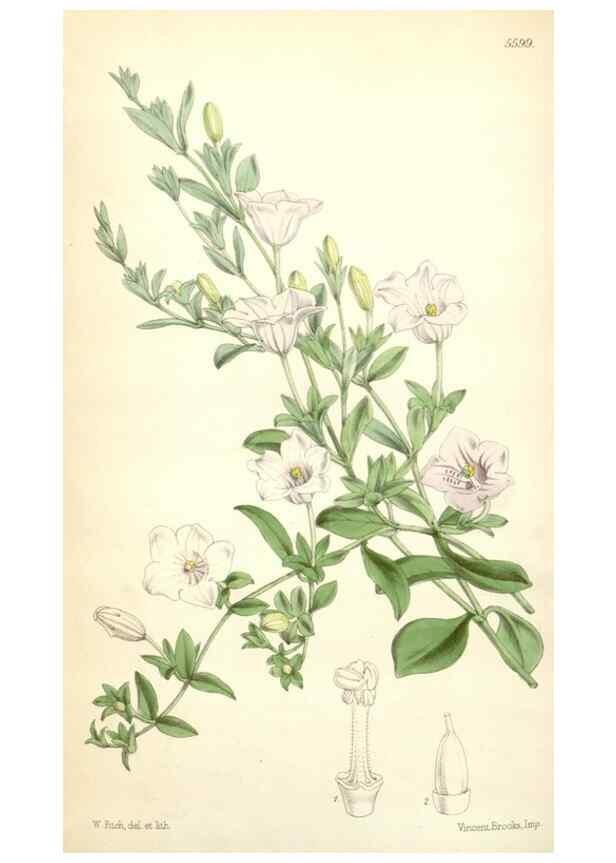 Reproducción/Reproduction 35274533835: Curtis's botanical magazine.. London ; New York [etc.] :Academic Press [etc.]