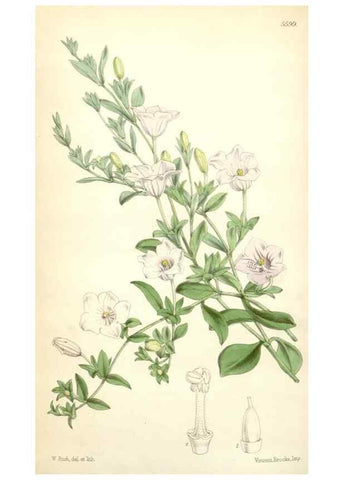 Reproducción/Reproduction 35274533835: Curtis's botanical magazine.. London ; New York [etc.] :Academic Press [etc.]