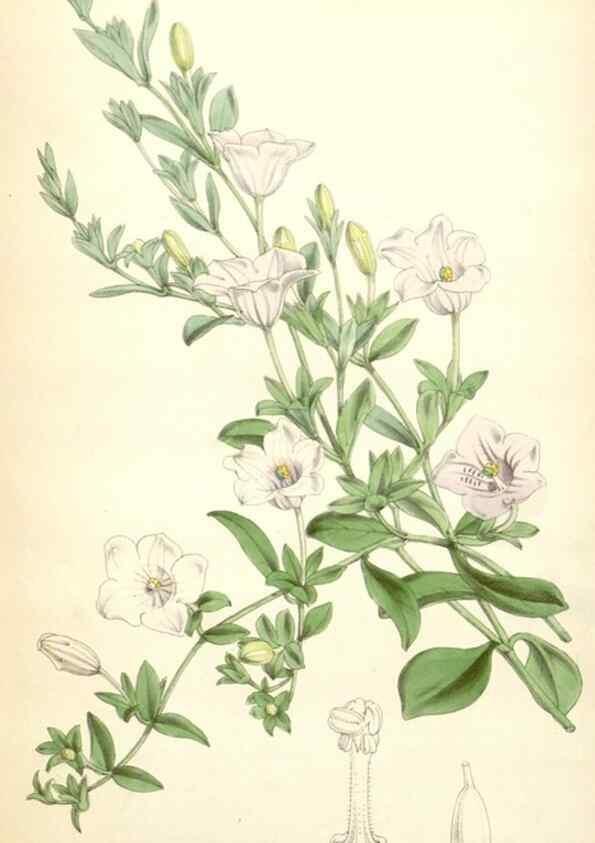 Reproducción/Reproduction 35274533835: Curtis's botanical magazine.. London ; New York [etc.] :Academic Press [etc.]