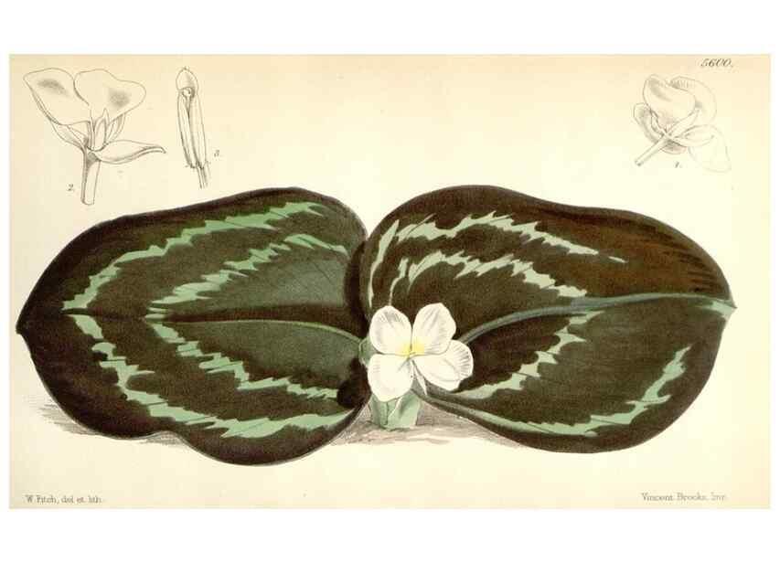 Reproducción/Reproduction 35274535065: Curtis's botanical magazine.. London ; New York [etc.] :Academic Press [etc.]