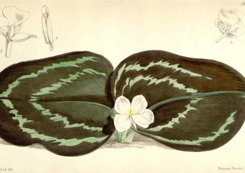 Reproducción/Reproduction 35274535065: Curtis's botanical magazine.. London ; New York [etc.] :Academic Press [etc.]